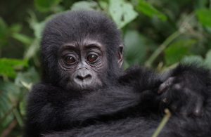 Rwanda Gorilla Tours