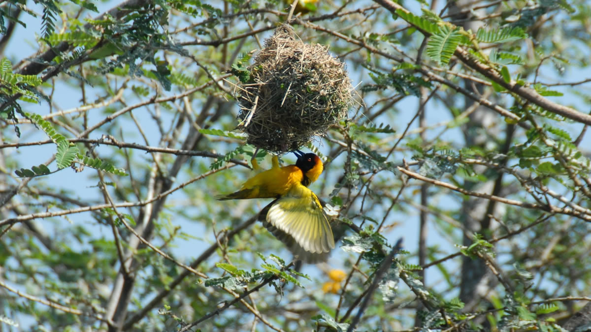 Birding in uganda